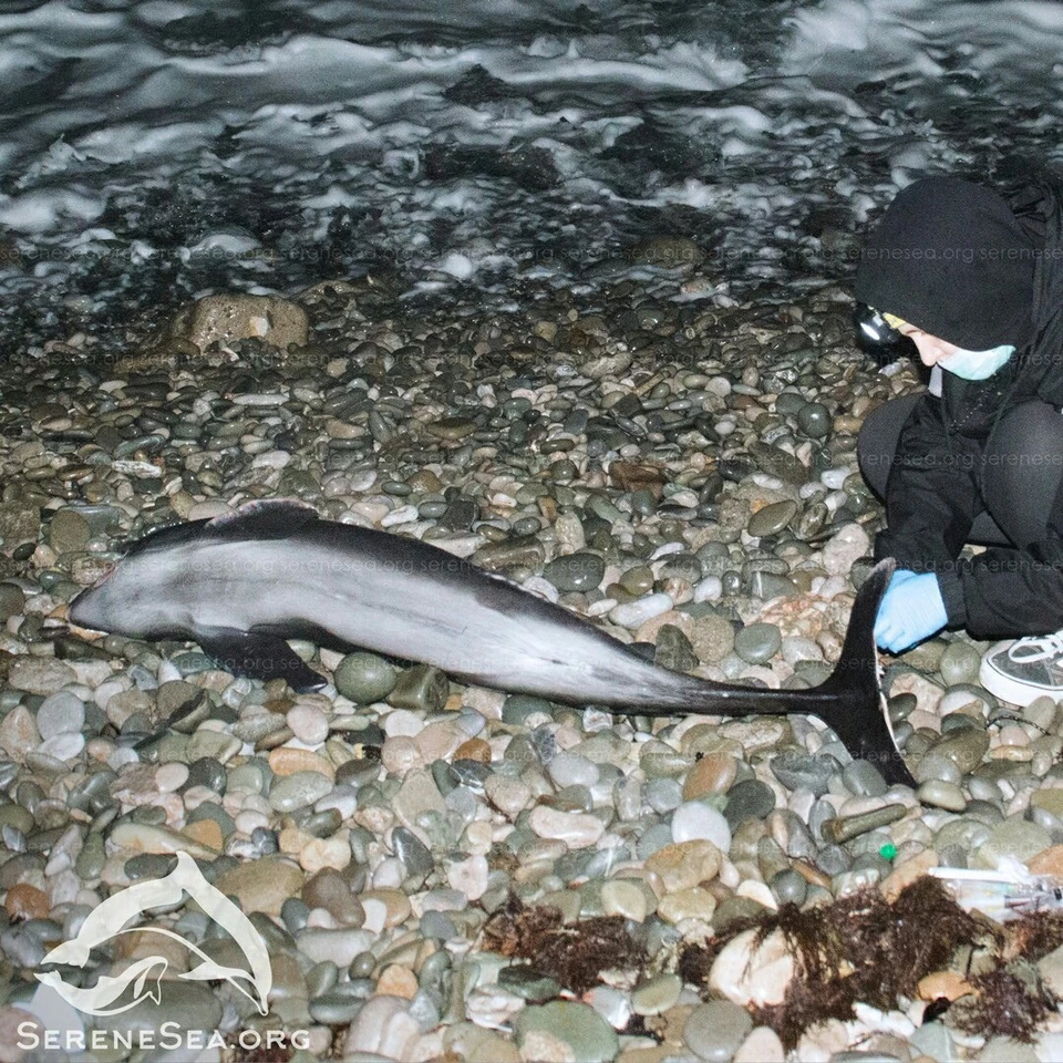 Дельфины азовского моря фото с названиями