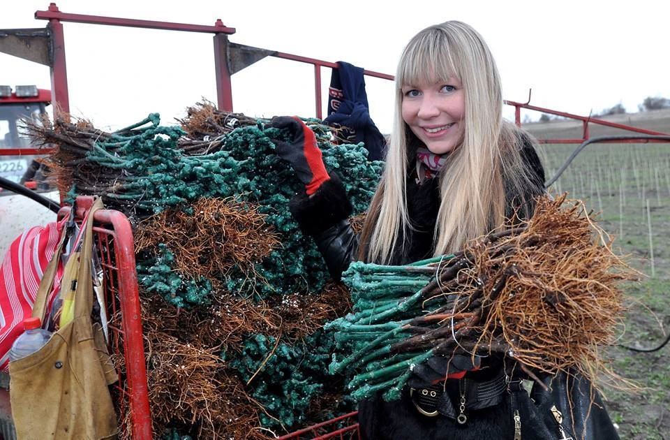 На полуострове выпускают самое вкусное вино. Но технологов не хватает.