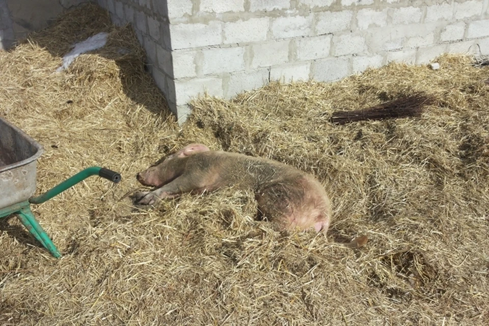 Африканская чума свиней под Иркутском: жители не хотят отдавать скотину