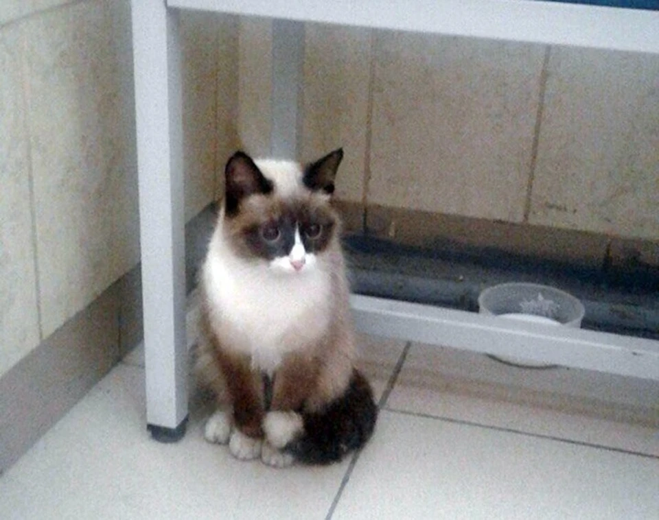 Котенок из Томска добрался на "скорой" до Омска. Фото: vk.com/public80052011