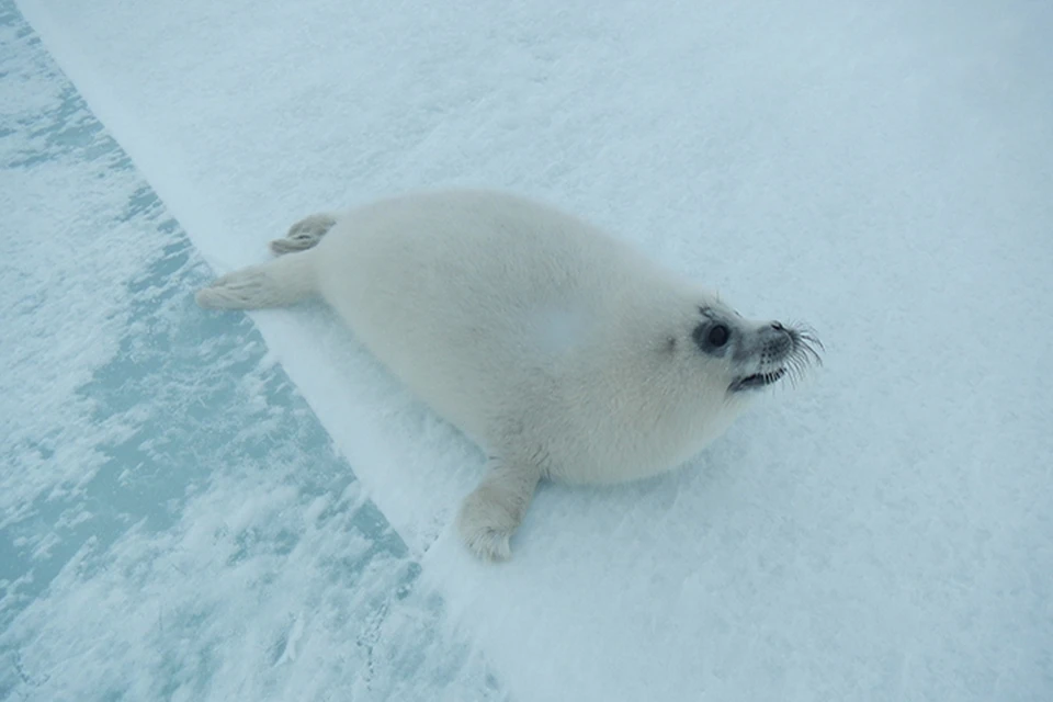 Сбережение каспийского тюленя напрямую влияет на общее состояние экосистемы Каспийского моря.