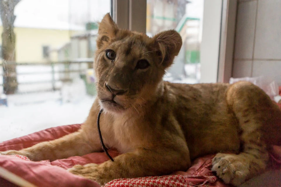 Боня оказалась в «Велесе» после скандала с контактным зоопарком, который гастролировал по всей стране