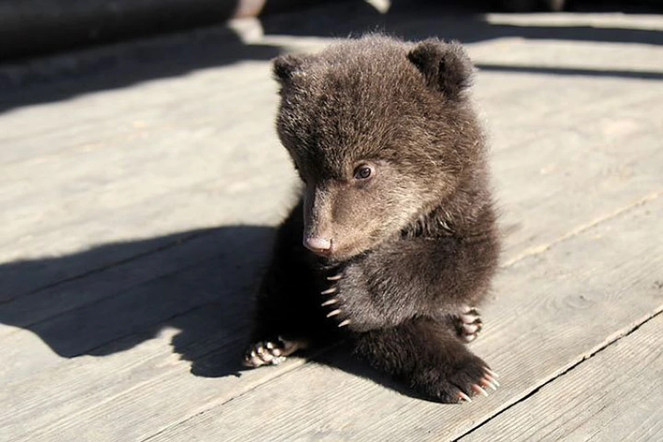Двух медвежат спасли егеря на севере Иркутской области