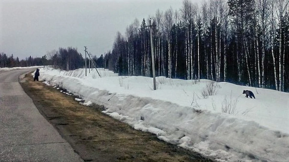 Привет сейчас в печоре. Привет сейчас в Печоре и типичная Печора. Печора привет сейчас в Печоре. Печора типичная привет.