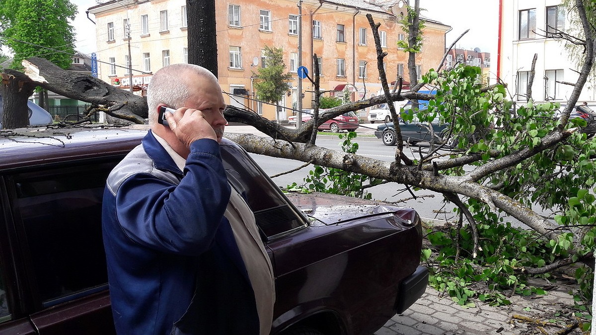 В Пскове на Рижском проспекте дерево упало на автомобили - KP.RU