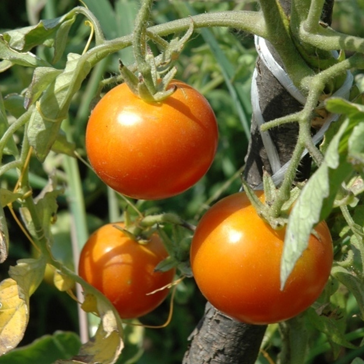 Гибриды томата, устойчивые к фитофторе.