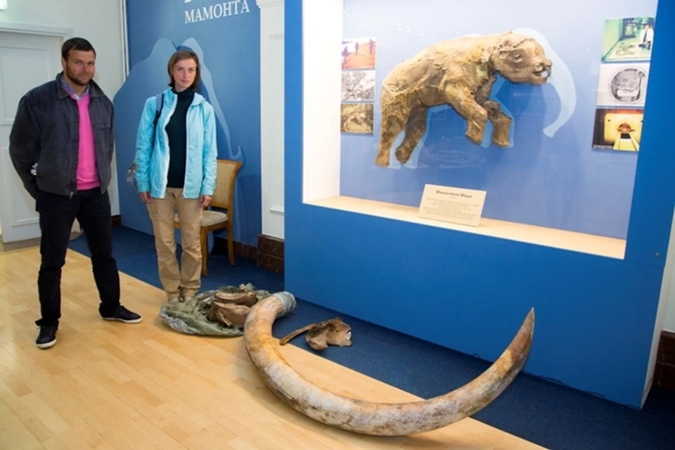 На Ямале обнаружили превосходно сохранившиеся останки мамонта mvk-yamal.ru
