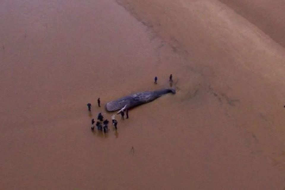 Один из кашалотов, погибших на побережье Северного моря в конце 2016 года.