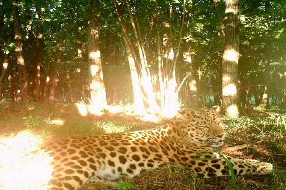 Фото: Земля леопарда
