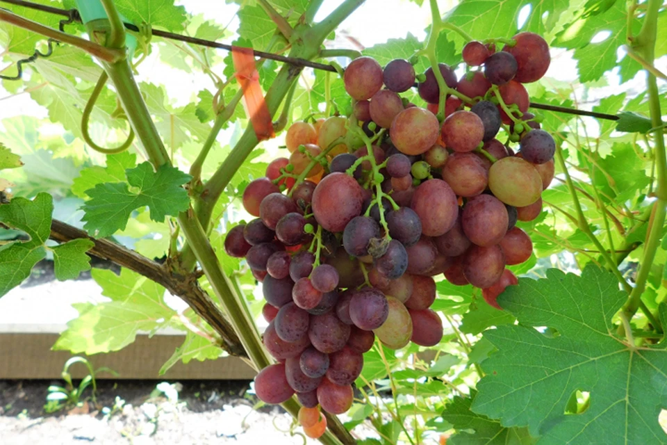 Как вырастить большой урожай винограда