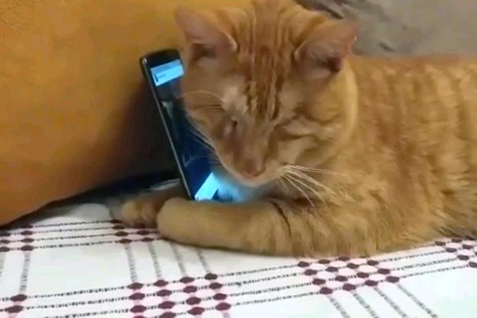 Слепой кот по кличке Намик обнимает смартфон.