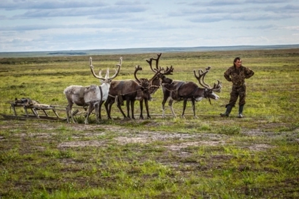 На Ямале от сибирской язвы привито 534 тысячи оленей arctic89.ru