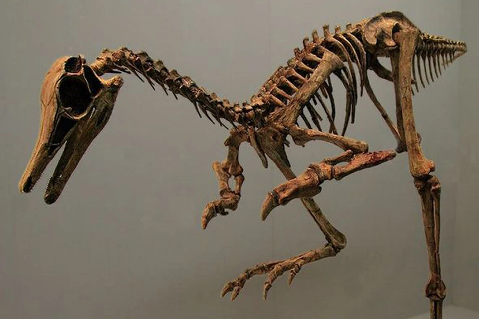 Скелет альваресзаврида