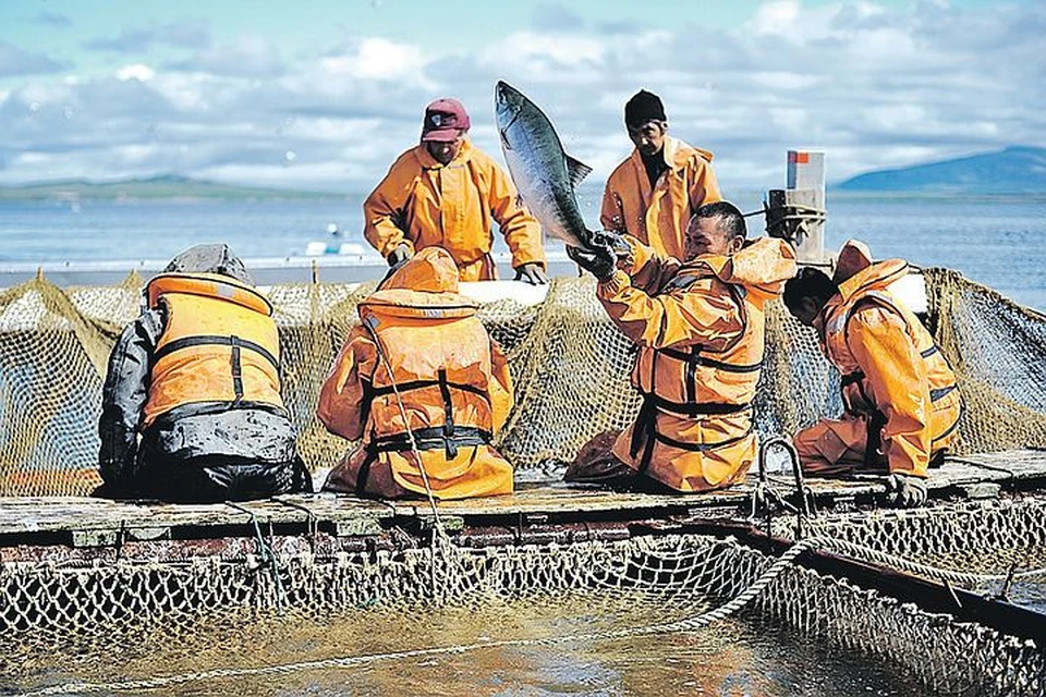 В этом году на Дальнем Востоке катастрофически мало красной рыбы