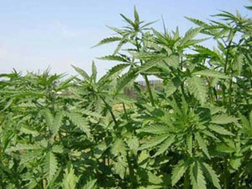Поймали в поле с коноплей занзибар марихуана