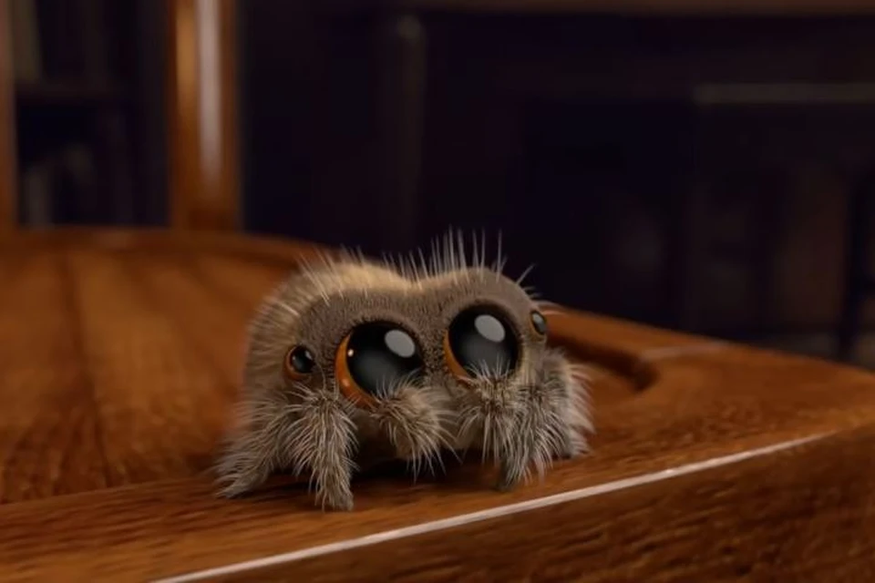 Паучок Лукас, которого интернет-пользователи уже прозвали «самым милым пауком в мире»