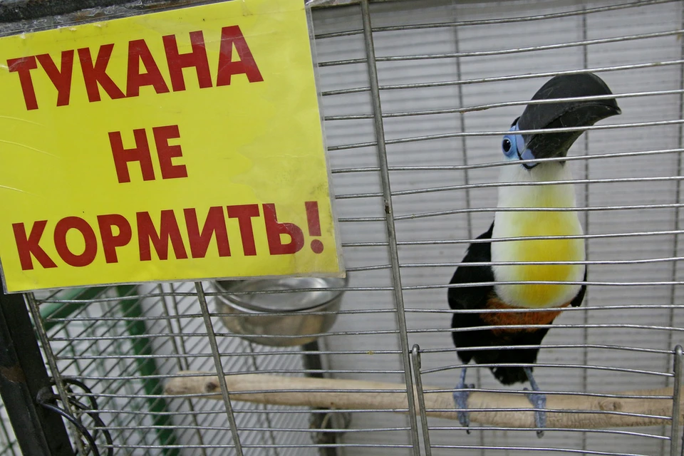 Псковичи пожаловались в соцсетях на владельцев передвижного зоопарка - жестоко они обходятся со зверьками.