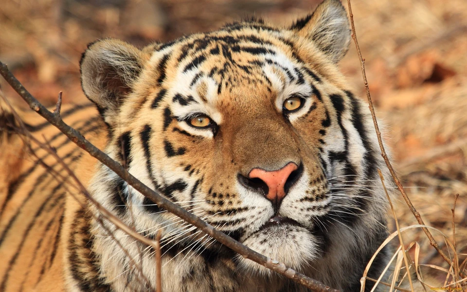 Тигр во Владивостоке Фото: АНО "Амурский тигр"