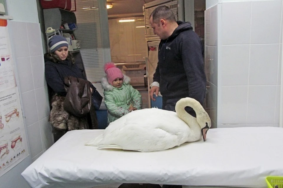 Воссоединение года: тобольский лебедь может оказаться «потеряшкой» из Надыма. Фото vk.com