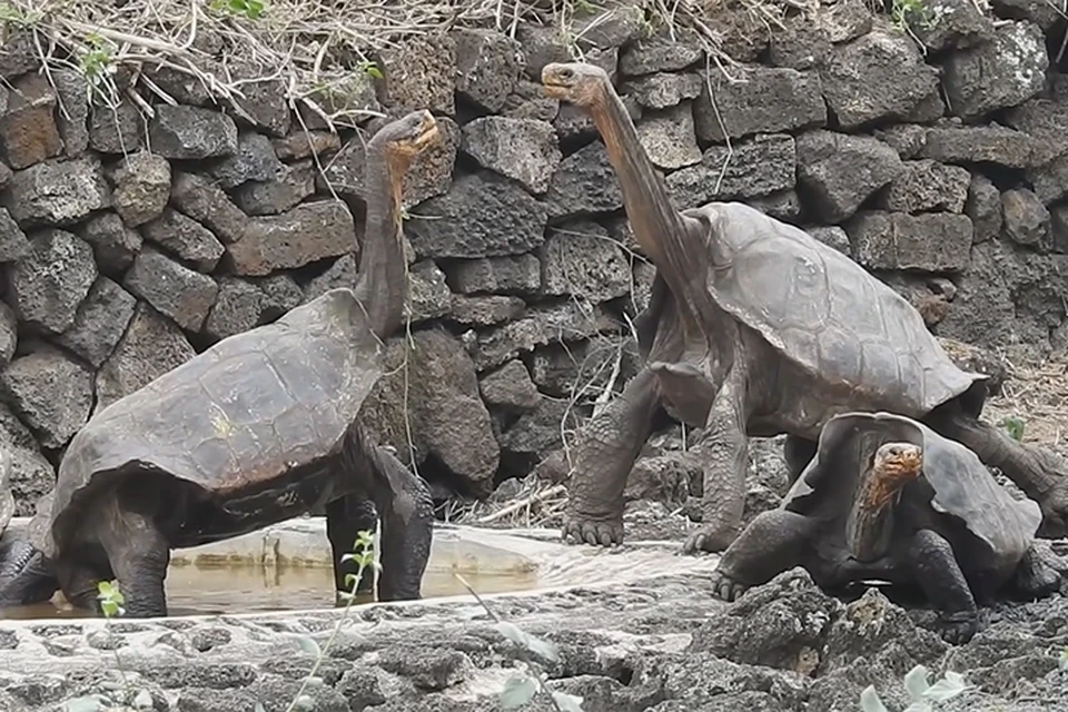 На Галапагосских островах обитают самые крупные сухопутные черепахи