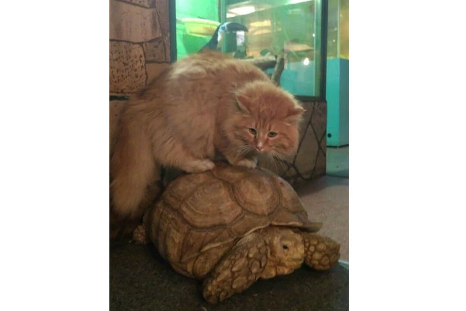 Кот Батон остановил коварных черепах, которые пытались сбежать из зоогалереи в Иркутске. Фото: зоогалерея.