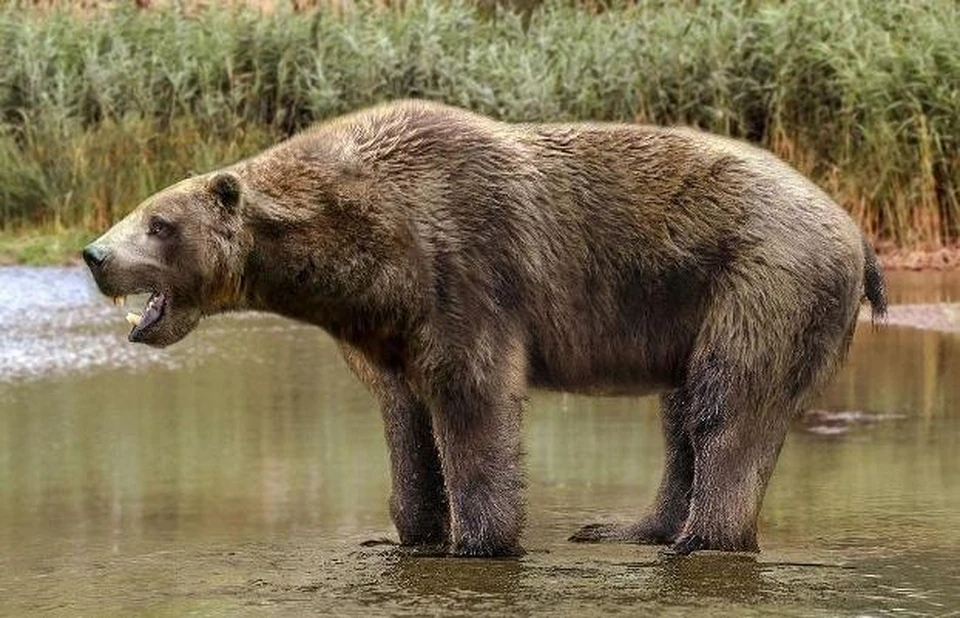 Из-за большого количества сладкой пищи древние медведи страдали от больных зубов.