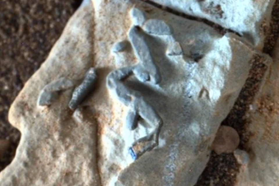 Загадочные объекты, прилипшие к поверхности камня на Марсе.