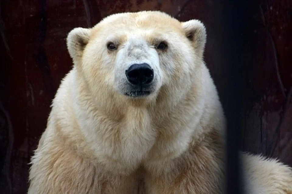 В пермском зоопарке медведицу звали "бабушка Ама". Фото: Пермский зоопарк.
