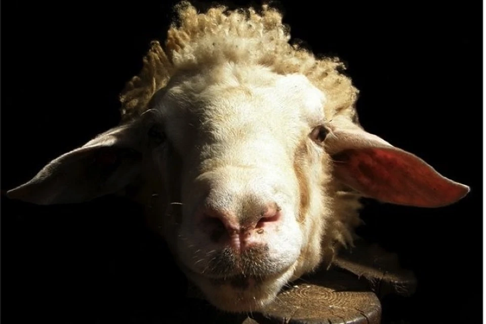 Овцы с человеческими тканями обеспечат людям светлое будущее.