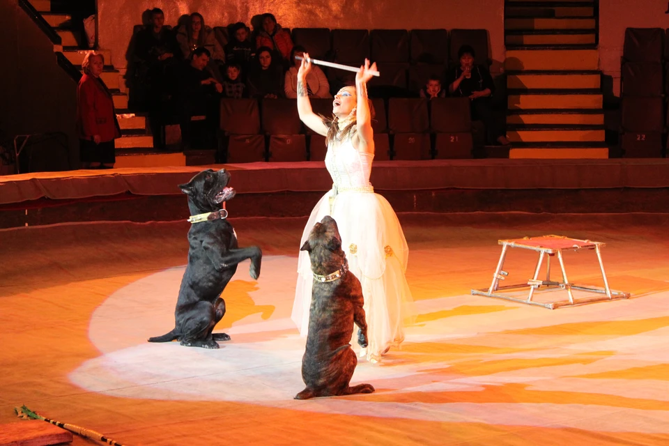 В столичном цирке выступают собаки легендарной породы, предками которой считаются древнеримские боевые собаки-гладиаторы