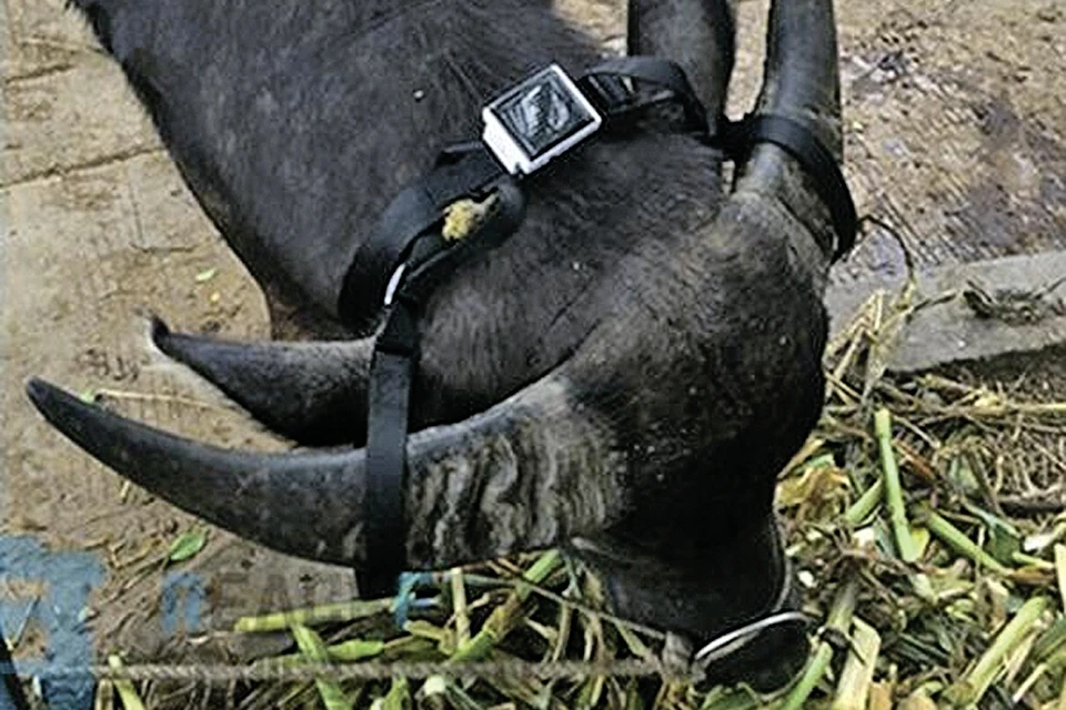 Фермер Васильев из Курганской области не одинок. На шею коровам, буйволам, овцам часто вешают трекеры с GPS, чтобы потом не искать скотину по полям.