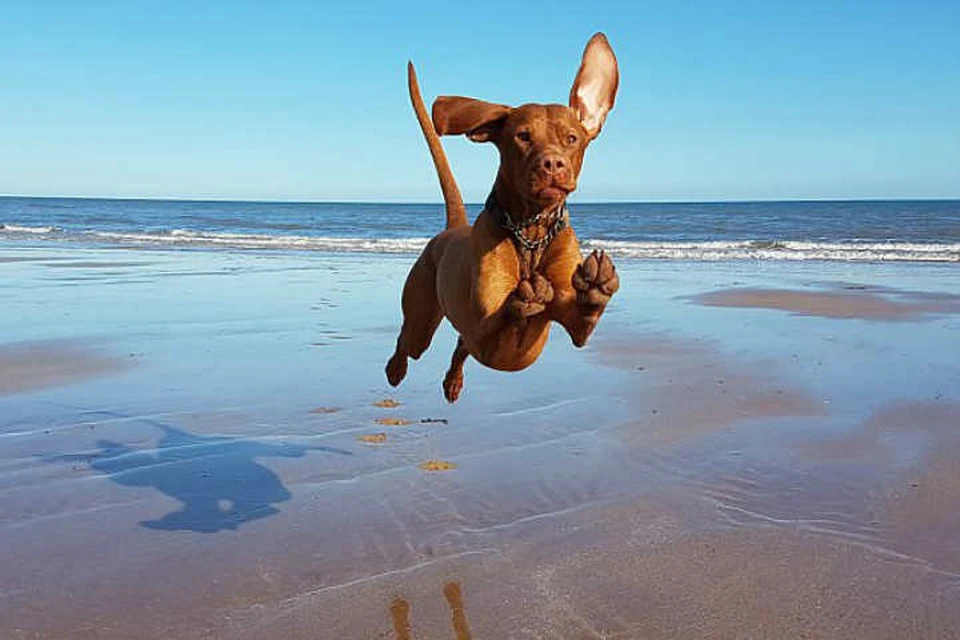 Летающий пес Зандр. Фото: Сьюзен Спинк