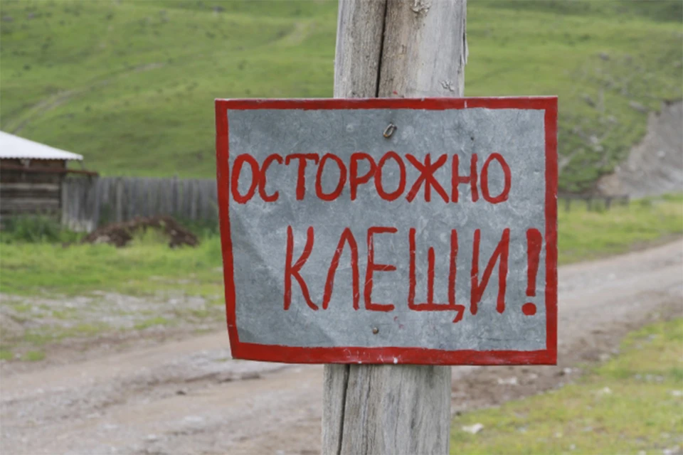 В Кировской области зафиксировали первый укус клеща