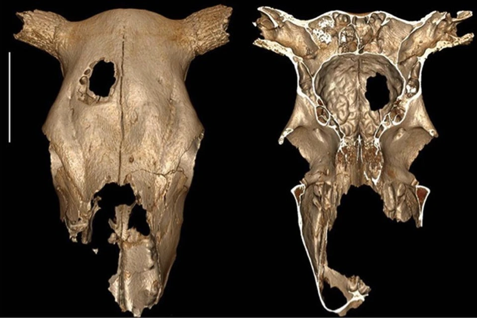 Отверстие, похожее на пулевое, в черепе коровы, погибшей более 5 тысяч лет назад. Кто ее так?
