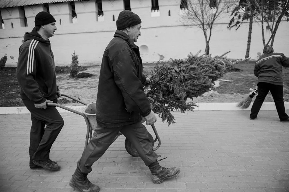 Астраханские лесхозы высаживают более 100 га деревьев в год