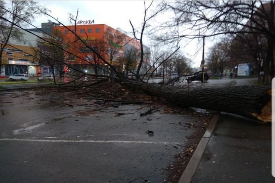 На улице Русской упавшее дерево повредило провода троллейбусной контактной сети. Фото: auto25_vl