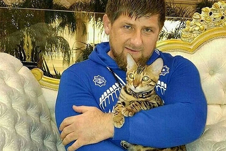 Рамзан Кадыров заверил, что с котом, которым кидались чеченские бойцы, все в порядке