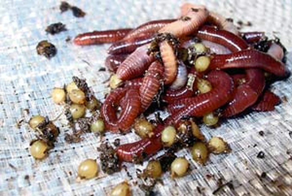 Так выглядят владимирский червь «Старатель» и его коконы. Не очень эстетично? Зато дешево, надежно и практично!