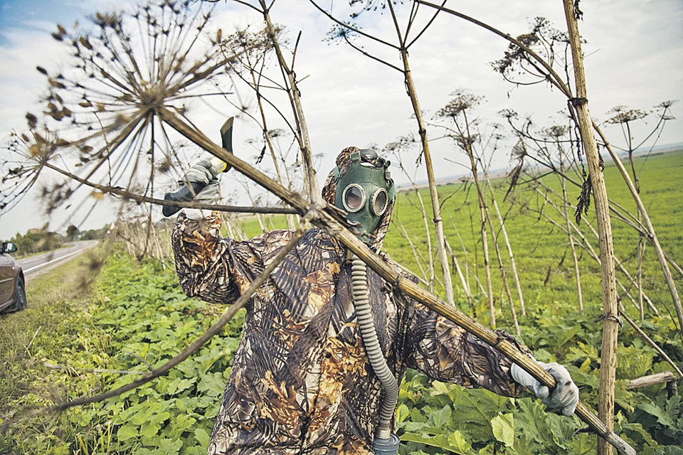 19 тысяч гектаров очистят от борщевика уже в этом году. Фото: Сергей ГОРДЕЕВ