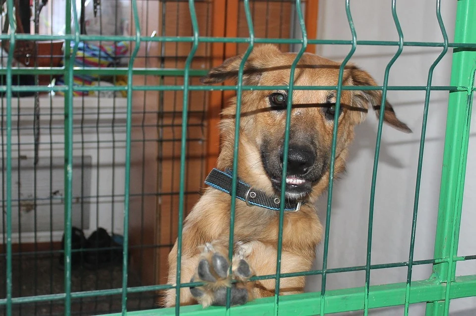 Приют в рязани собачий фото собак