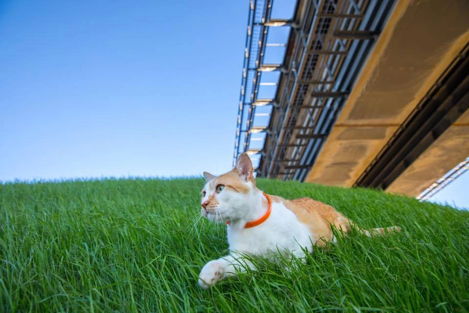 Кот уверен, что лучше места для тренировки сборной, чем лужайка у Крымского моста, не найти. Фото: кот Моста/Facebook