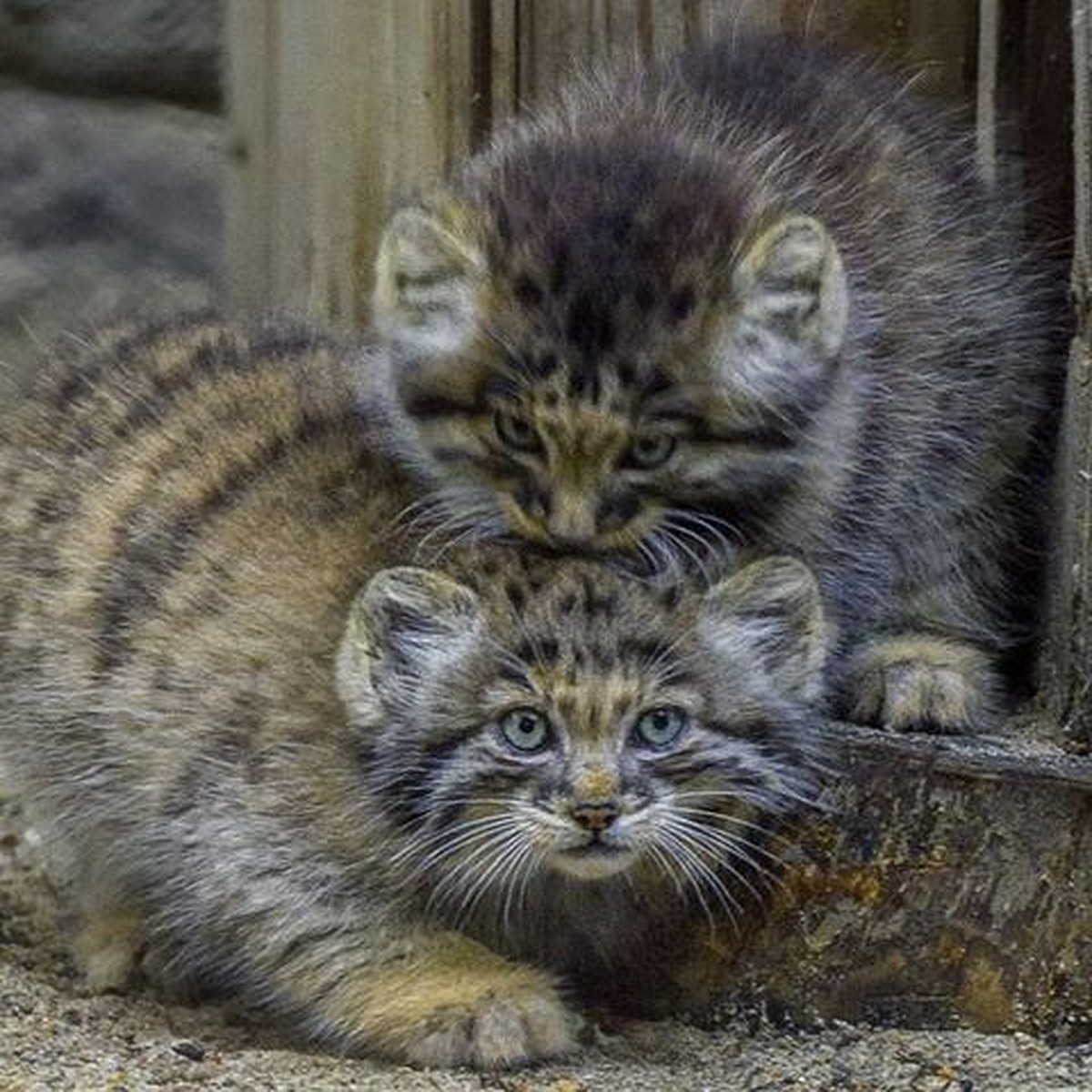 Попробуй погладь: Кошка стала приемной мамой для диких котят-манулов - KP.RU