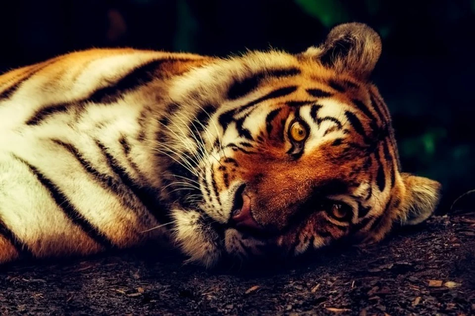 Не исключено, что тигра убили браконьеры. Фото: pixabay.com