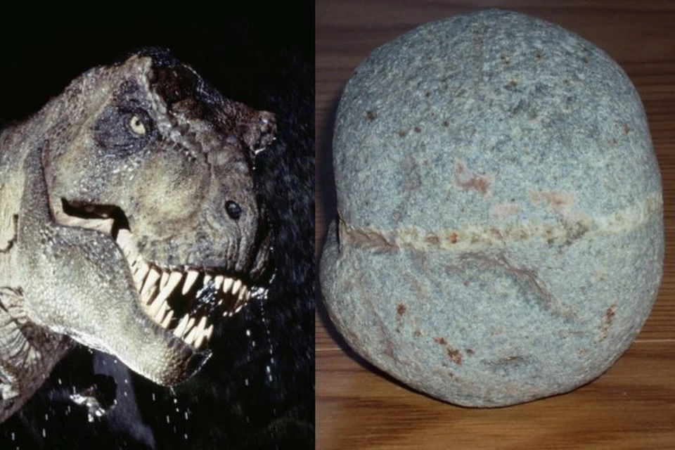 Слева - кадр из фильма "Парк юрского периода" с тираннозавром. Справа - предмет, похожий на яйцо, найденный под Нижним Тагилом.