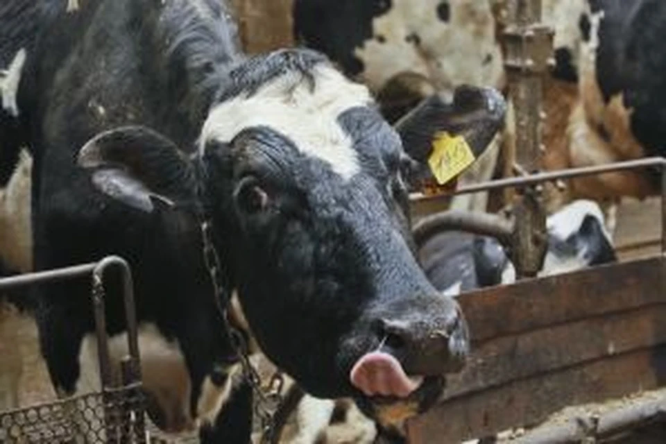 Бизнес на коровах: могут ли финансовые эксперименты спасти село от банкротства