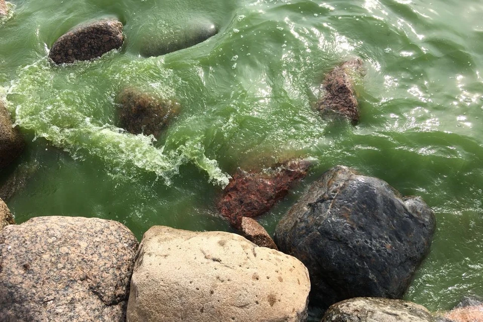 Вода в заливе сегодня. Сине-зеленые водоросли в финском заливе. Зеленая водоросль на финском заливе. Финский залив позеленел. Синезеленые водоросли в финском заливе.