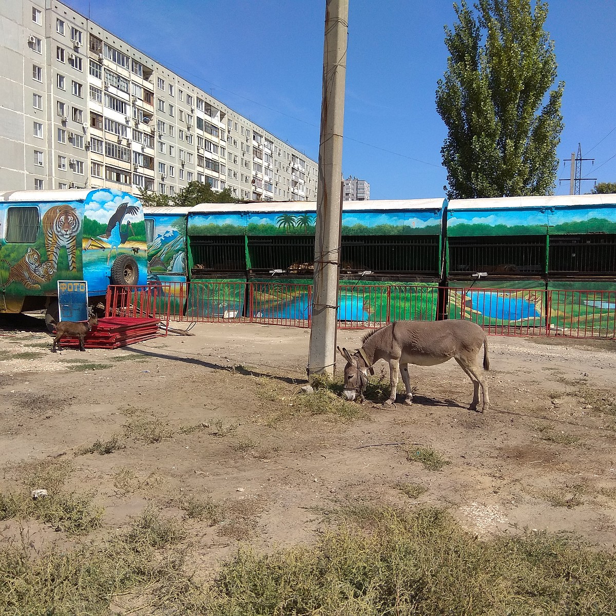 Ишак будит в 4 утра: жители многоэтажек на Кузнецкой жалуются на  передвижной зоопарк под окнами - KP.RU