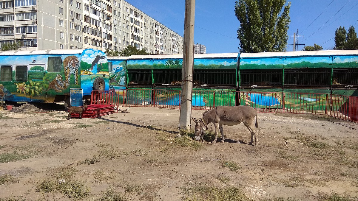 Ишак будит в 4 утра: жители многоэтажек на Кузнецкой жалуются на  передвижной зоопарк под окнами - KP.RU