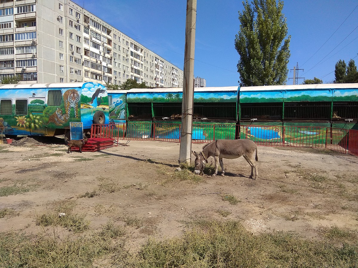 Ишак будит в 4 утра: жители многоэтажек на Кузнецкой жалуются на  передвижной зоопарк под окнами - KP.RU