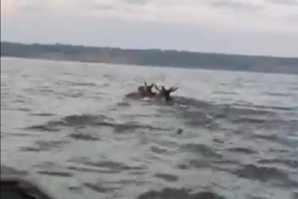 Мужчина решил помочь животным, решив что они просто не доплывут до другого берега.